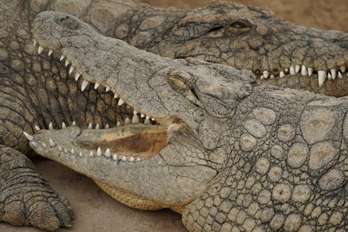 Crocodiles on Gray Concrete Floor