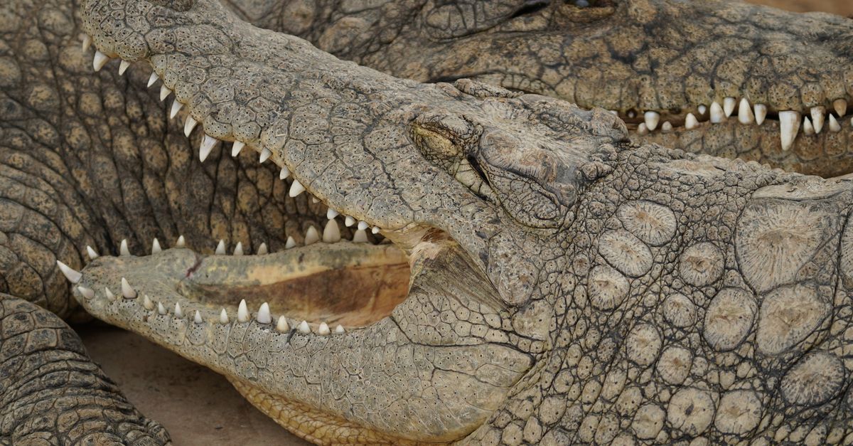 Warm-Climate Habitats May Explain How Crocodiles Survived the Dinosaurs