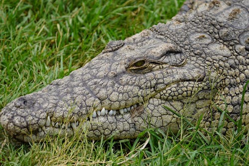 Free Brown Crocodile on Green Grass Stock Photo