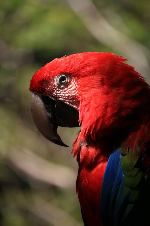 Red Blue and Green Parrot
