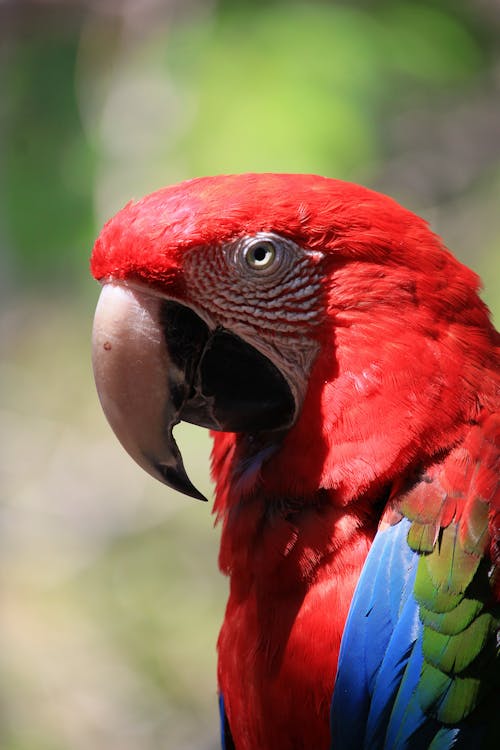 Free Red Blue and Green Parrot Stock Photo