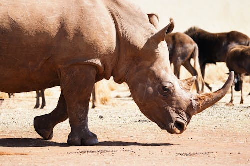 Brown Rhinoceros on Brown Sand