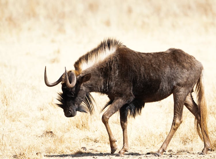 Wildebeest On Brown Field