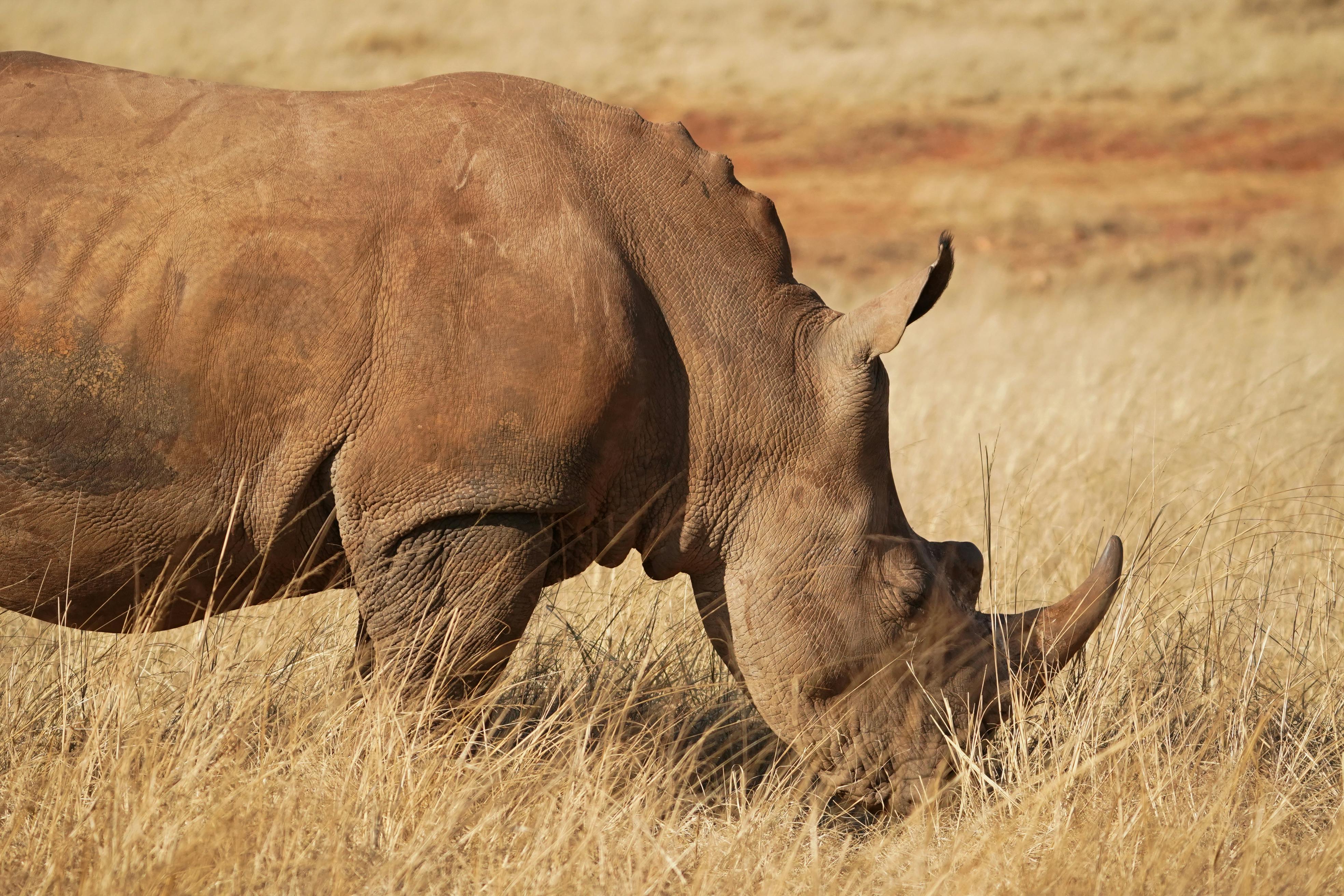 rhinoceros on brown grass field