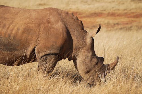 Základová fotografie zdarma na téma bílý nosorožec, denní světlo, divočina