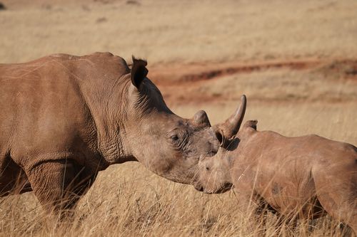 Free A touching scene of a rhinoceros mother and calf showing affection in the wild grasslands. Stock Photo