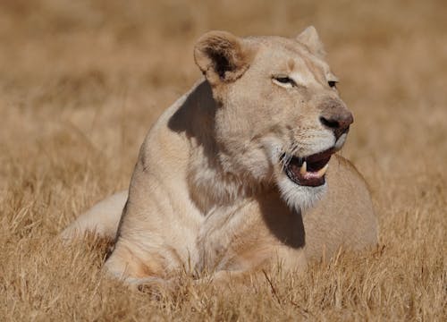 Brown Lioness on Brown Grass Field