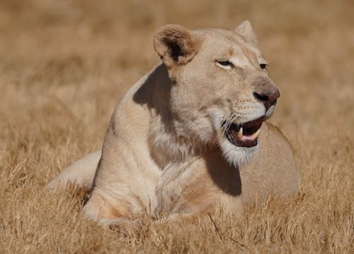 動物, 動物園, 動物攝影 的 免费素材图片