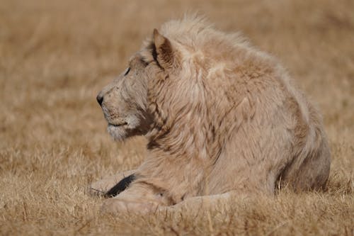 Free Brown Lion Lying on Brown Grass Stock Photo