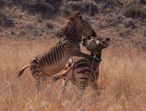 Zebra on Brown Grass Field