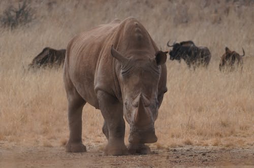 Brown Rhinoceros on Brown Field