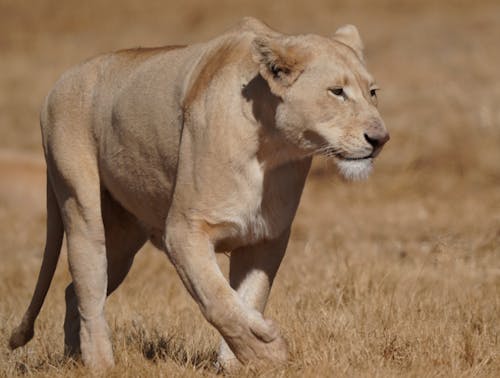 Free Photo of a Lioness Stock Photo
