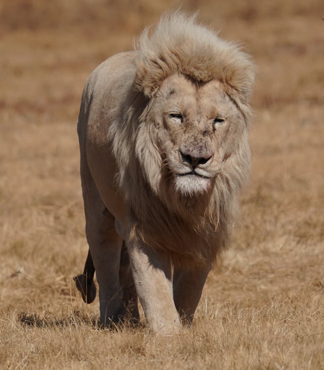 Free Photo of a Lion Stock Photo
