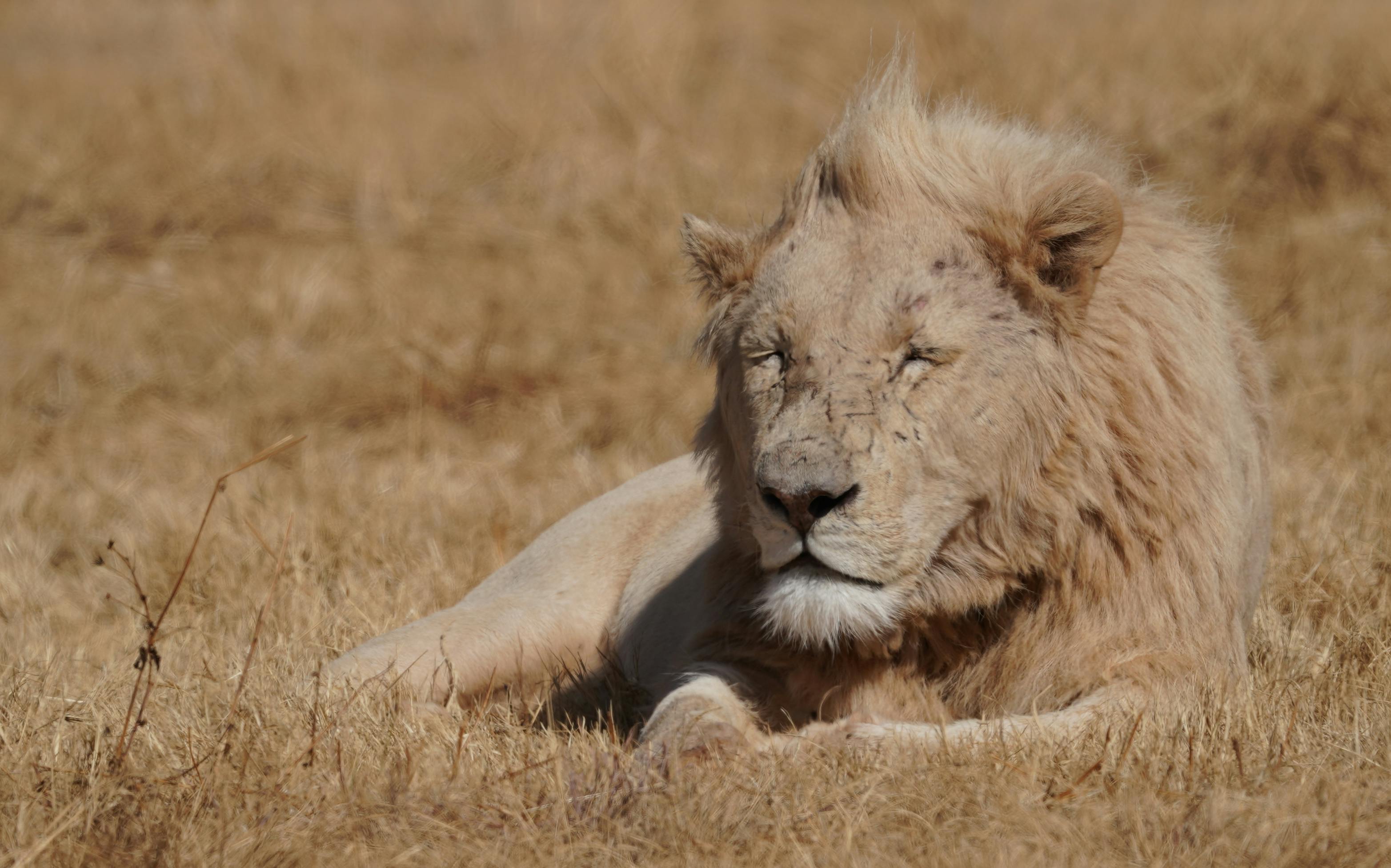 lion lying on brown grass field