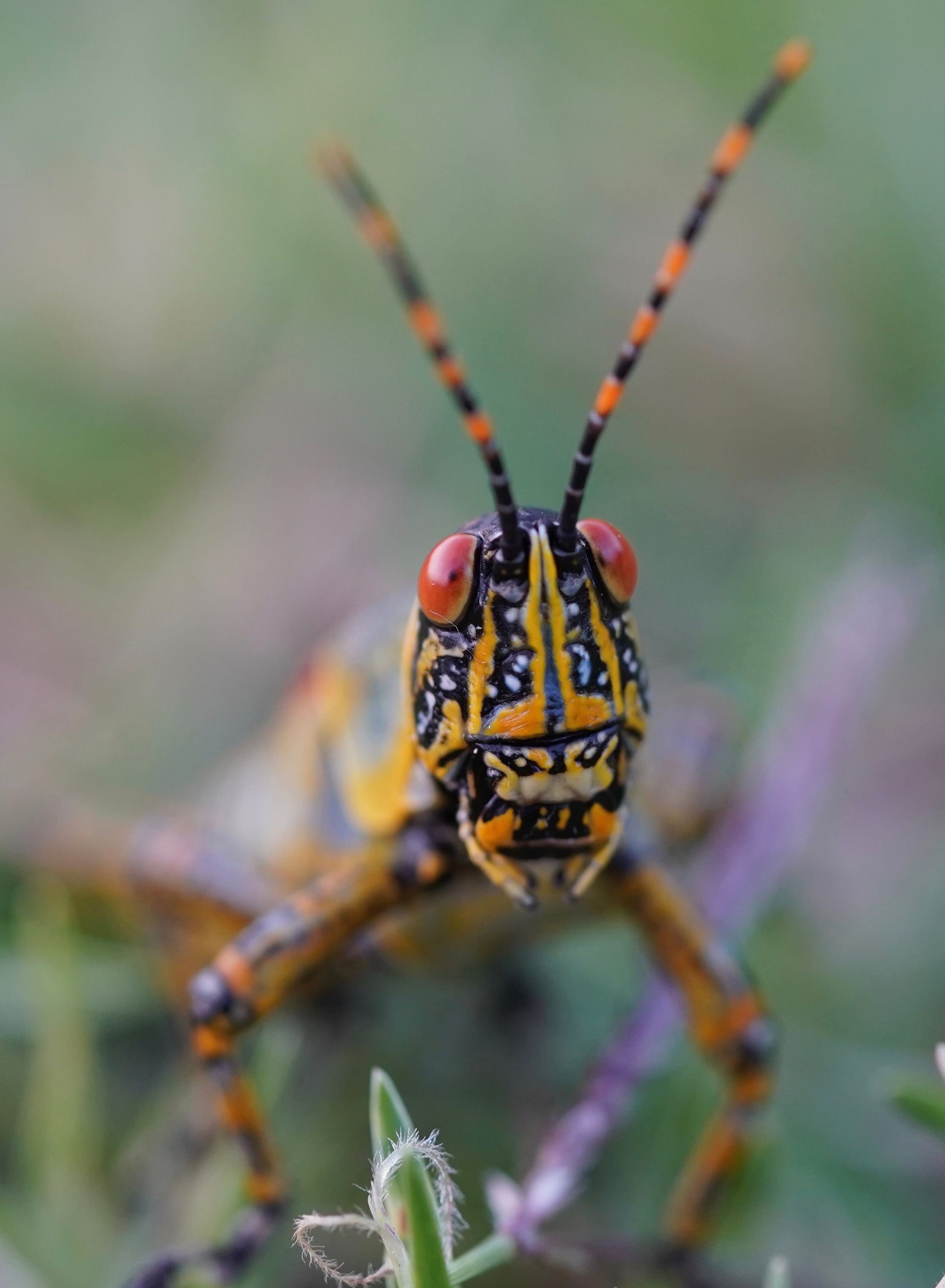 Close-up Photo of Gray Insect · Free Stock Photo