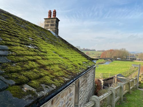 Green Moss on the House Roof
