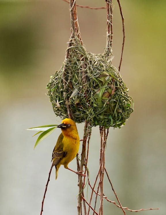Free Yellow Bird on Brown Tree Branch Stock Photo