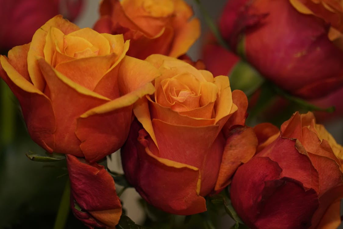 Yellow and Red Roses in Close Up Photography
