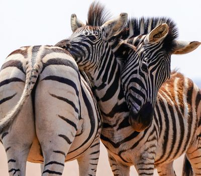 A detailed capture of zebras socializing in a natural safari environment.