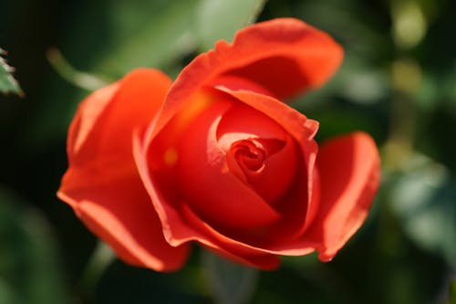 Free Red Rose in Bloom Stock Photo