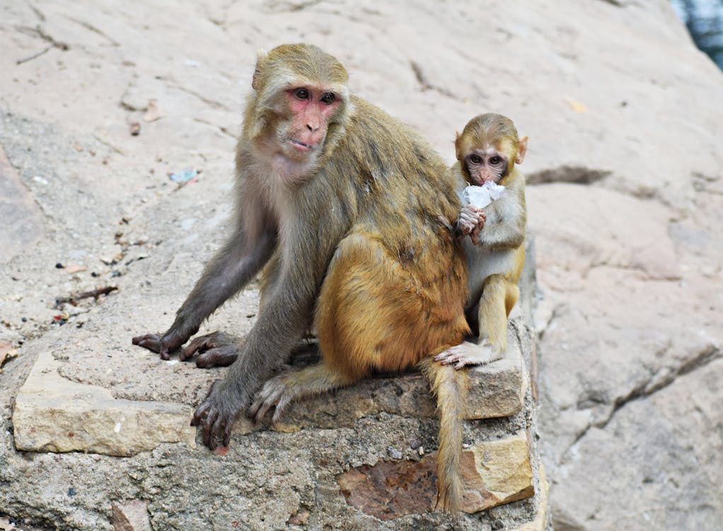Two Monkeys Sitting on Rock