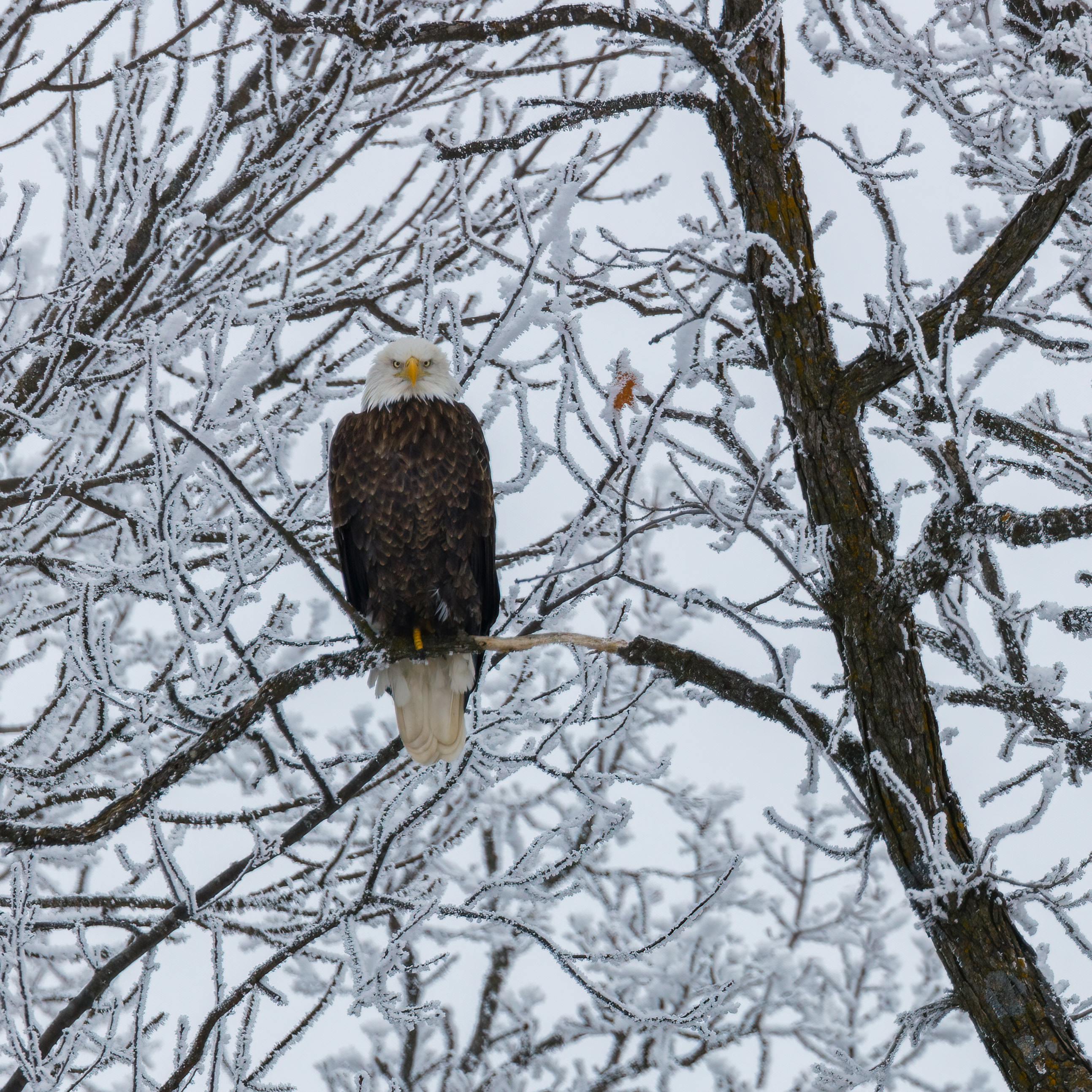 Photo of Bald Eagle Perched on Tree Branch