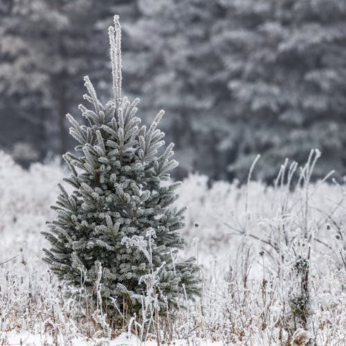 Photos gratuites de arbre, bois, conifère