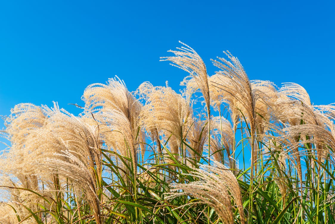 Photo of Needle Grass