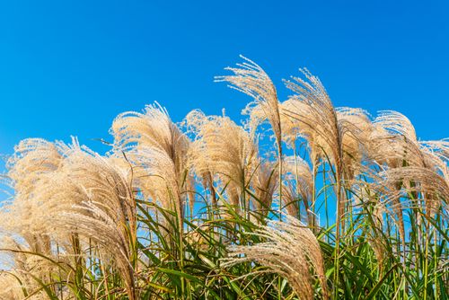 Free Beautiful golden needle grass waving against a clear blue sky in Southborough, MA. Stock Photo