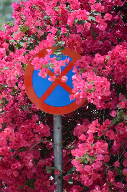 Foto profissional grátis de buganvília, placa de trânsito, proibido