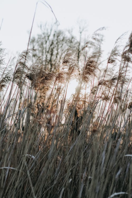 Brown Grass Field