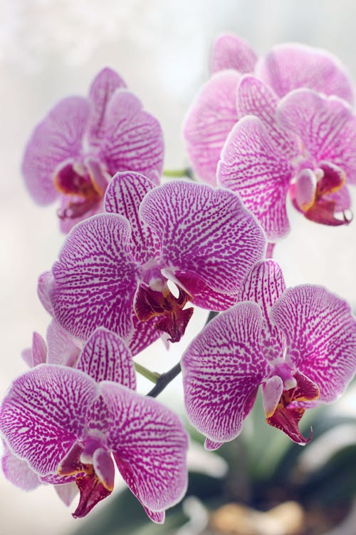 Purple Moth Orchids in Bloom Close Up Photo