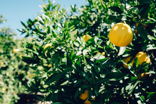 Ingyenes stockfotó citrom, fa, gyümölcs témában