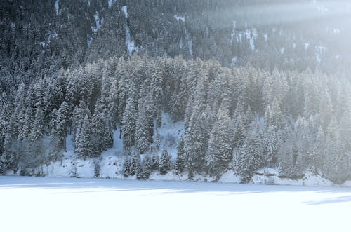 Free Trees Covered with Snow Stock Photo