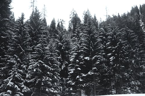 Green Tall Trees Covered with Snow