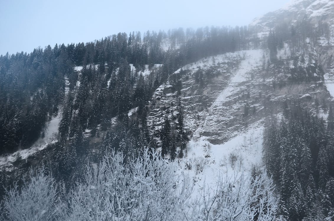 Mountain Covered with Snow and Tall Trees