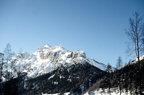 Photos gratuites de arbres, caillou, couvert de neige