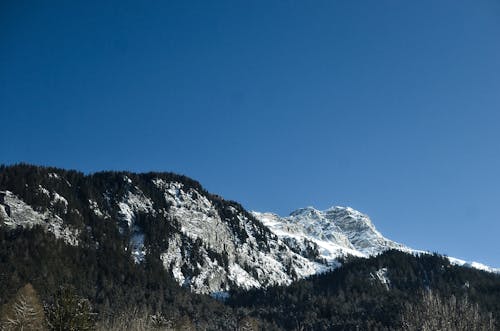 Photos gratuites de arbres, ciel clair, fond d'écran