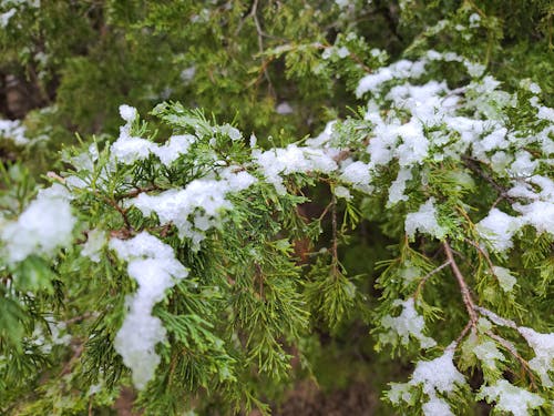 White Snow on Green Tree