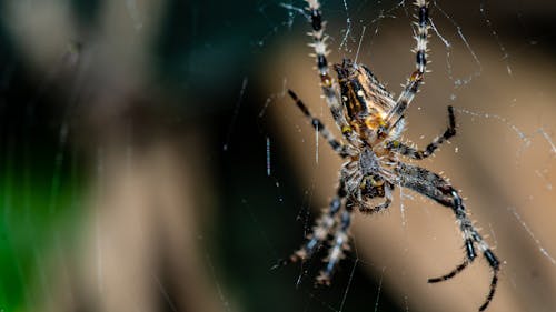 Gratis lagerfoto af dyr, edderkop, fobi