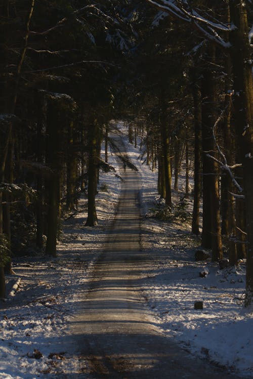 Snow Covered Pathway Between Trees