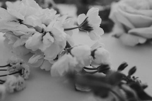 Blooming matthiola flower placed on table near rose