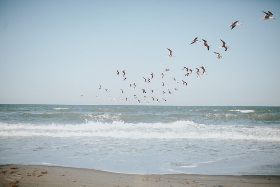 Flock of seagulls soaring over foamy waves of stormy sea rolling on sandy beach