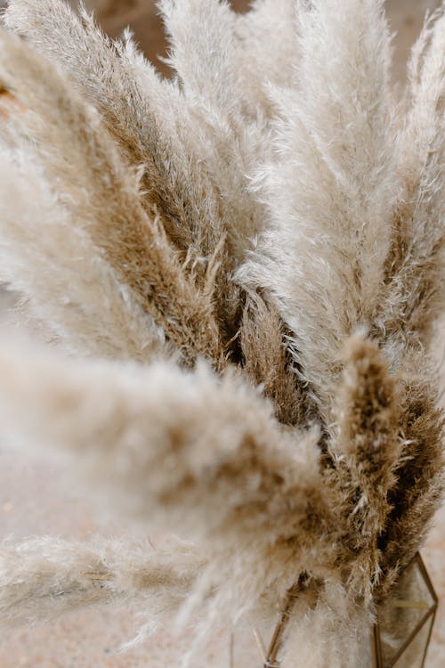 High angle of dried pampas grass perennial plant with rough leaves used for floral compositions and decoration