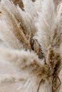 High angle of dried pampas grass perennial plant with rough leaves used for floral compositions and decoration