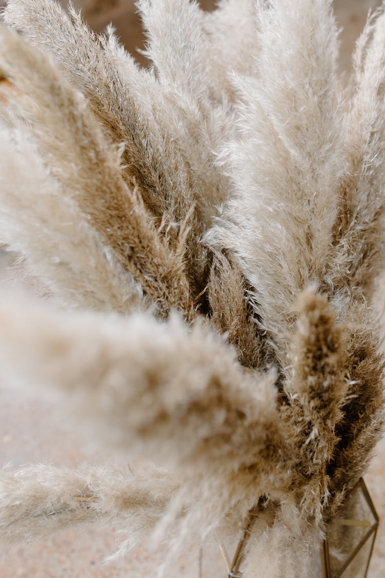 Dry Cortaderia Selloana Grass In Bunch