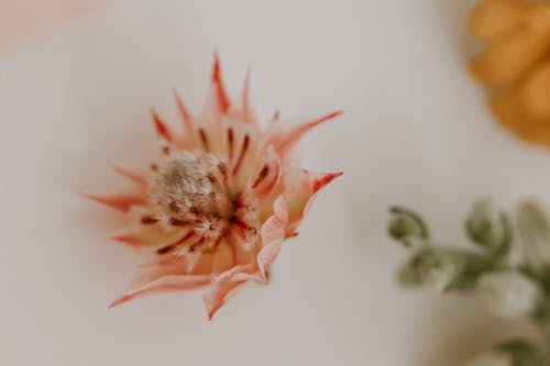 Free Blooming flower with soft bud on table Stock Photo