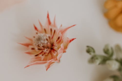 Blooming flower with soft bud on table