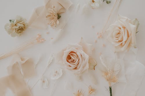 Delicate buds of roses attached to white wall with thin twigs and ribbon