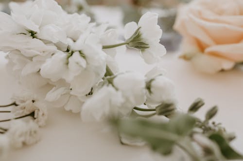 Free Blooming branch with white flowers near rose Stock Photo